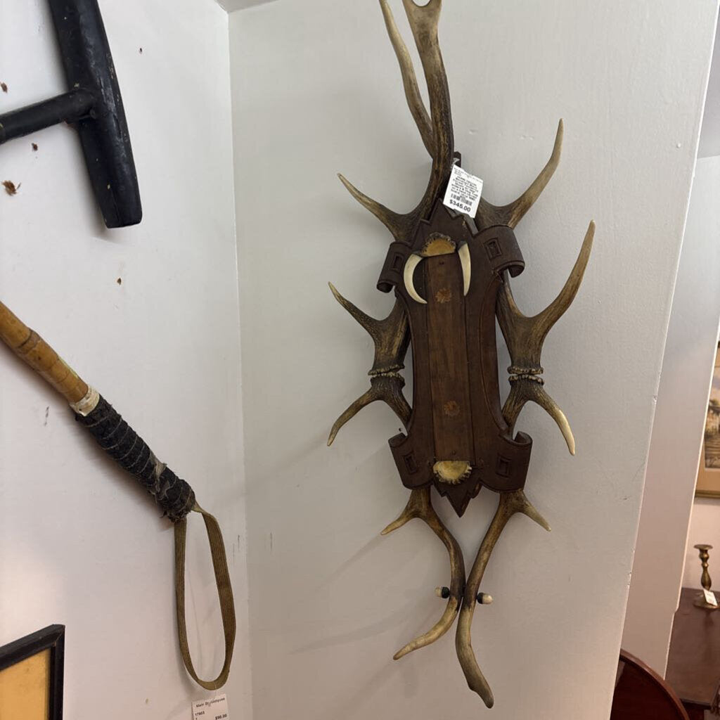 Bavarian/ Black Forrest Taxidermy Mount w/ deer antlers & Hog Tusk on a hand carved board; circa 1890-1920