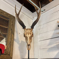 Replica Schomburgks' Deer Skull Mount on Stand
