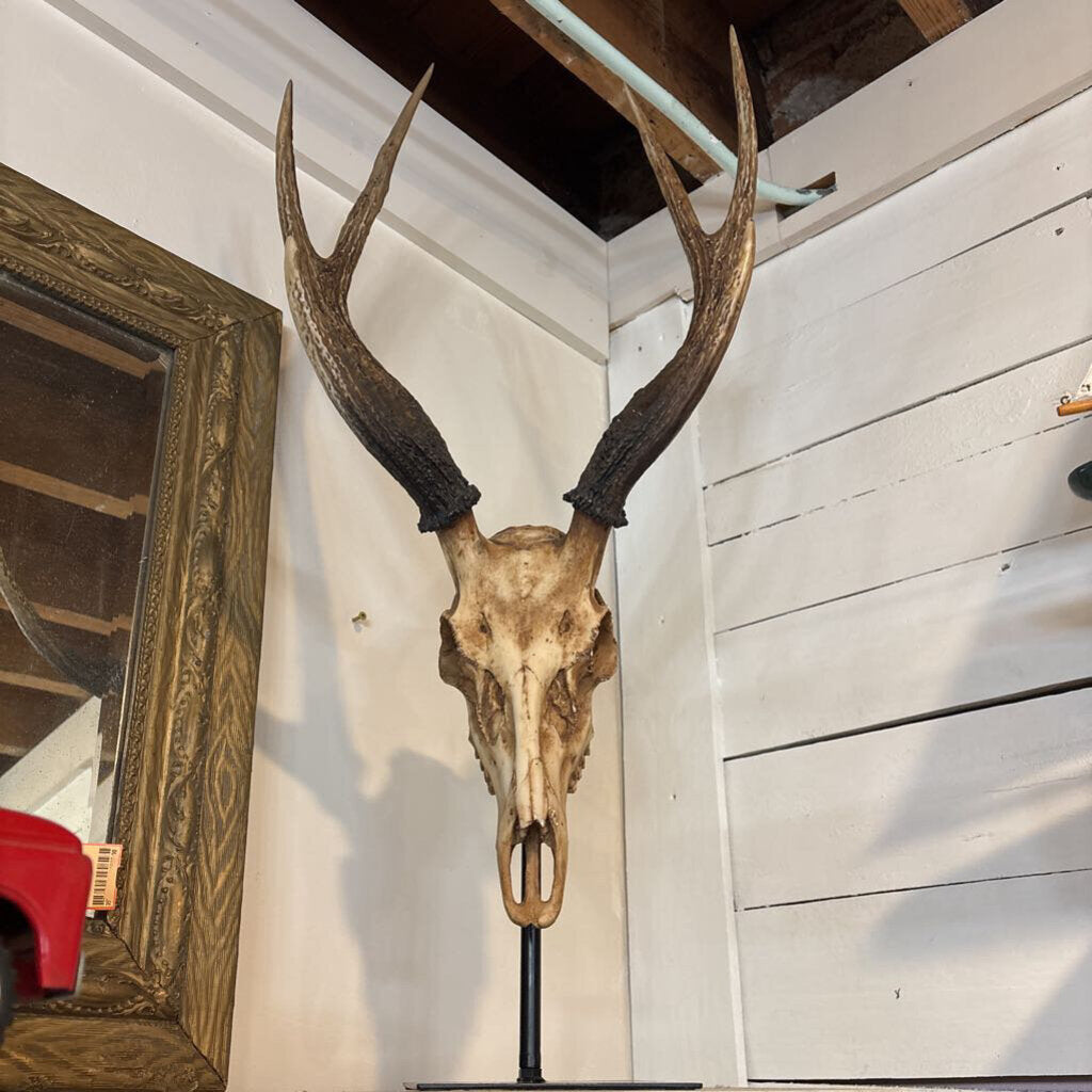 Replica Schomburgks' Deer Skull Mount on Stand
