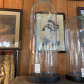 Glass Cloche display dome and base