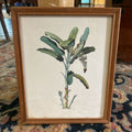 Georg Dionysius Ehret, Banana Plant Print.