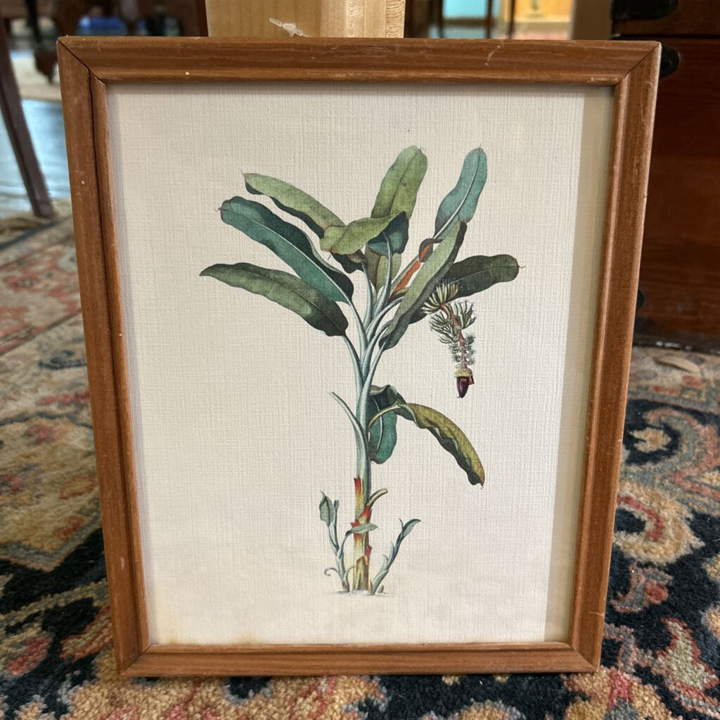 Georg Dionysius Ehret, Banana Plant Print.