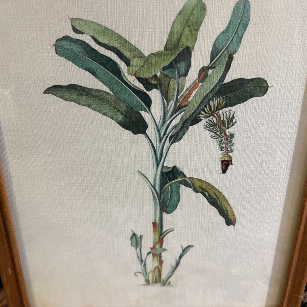 Georg Dionysius Ehret, Banana Plant Print.