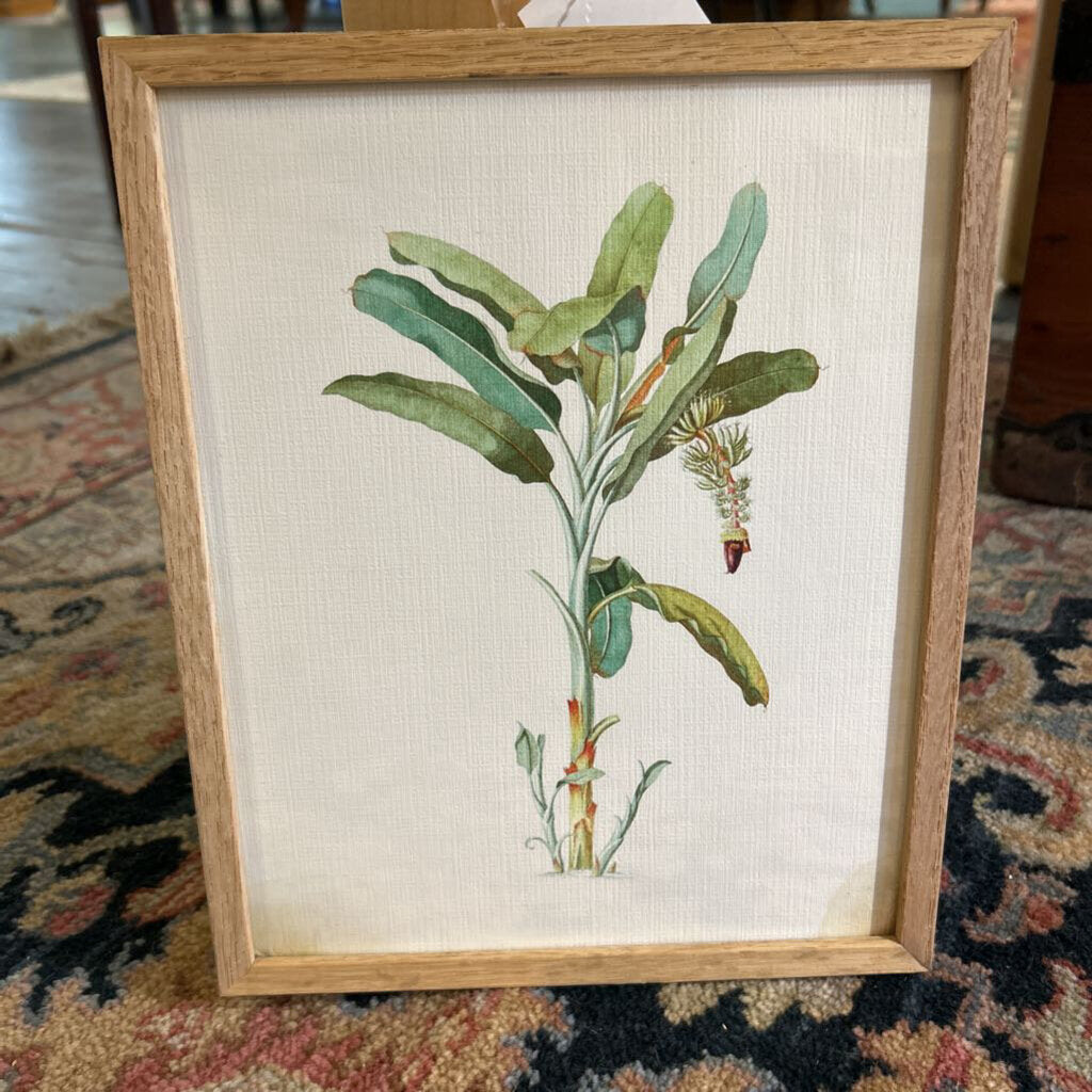 Georg Dionysius Ehret, Banana Plant Print. (as is)
