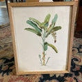Georg Dionysius Ehret, Banana Plant Print. (as is)