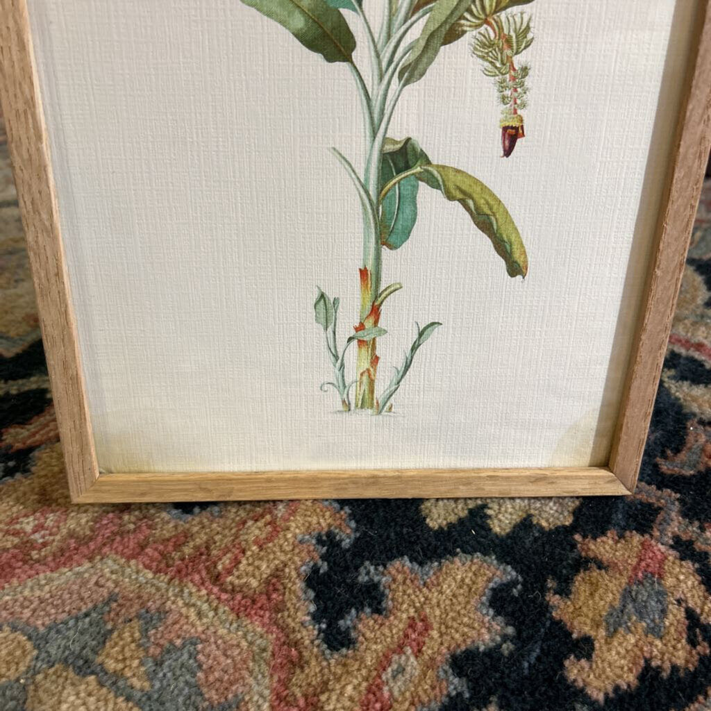 Georg Dionysius Ehret, Banana Plant Print. (as is)